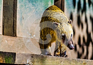 South American coati (Nasua nasua), also known as the ring-tailed coati. Wildlife animal....IMAGE