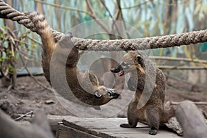 South American coati (Nasua nasua)