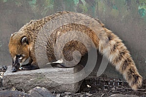 South American coati (Nasua nasua) photo