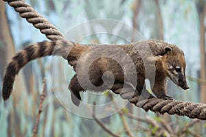 South American coati (Nasua nasua) photo