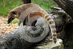 South American coati (Nasua nasua). photo