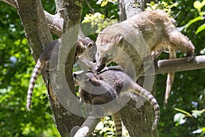 South American coati (Nasua nasua) babies