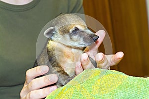 South American coati (Nasua nasua) baby