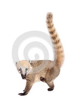 South American coati, Nasua nasua, baby on white