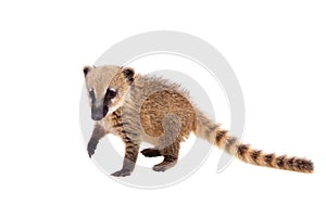 South American coati, Nasua nasua, baby on white