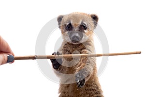 South American coati, Nasua nasua, baby on white