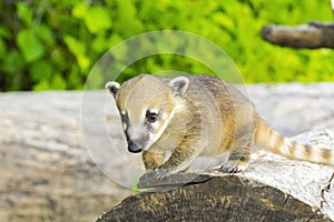 South American coati (Nasua nasua) baby photo