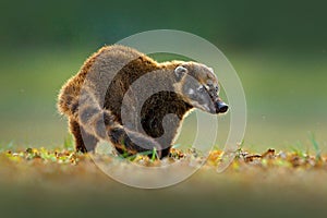 South American Coati, Nasua nasua, beautiful sun light. Coati nature habitat, Pantanal, Brazil Animal from tropic forest. Wildli