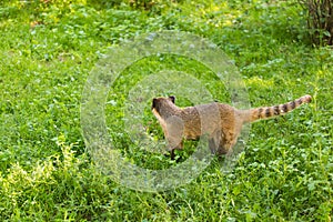 South American coati, Nasua nasua, in the nature habitat. Animal from tropic forest. Wildlife scene from the green