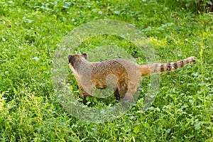 South American coati, Nasua nasua, in the nature habitat. Animal from tropic forest. Wildlife scene from the green