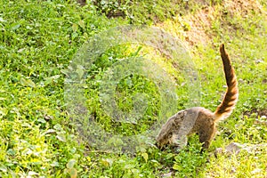 South American coati, Nasua nasua, in the nature habitat. Animal from tropic forest. Wildlife scene from the green