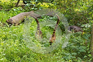 South American coati, Nasua nasua, in the nature habitat. Animal from tropic forest. Wildlife scene from the green