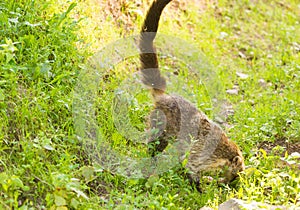 South American coati, Nasua nasua, in the nature habitat. Animal from tropic forest. Wildlife scene from the green