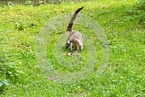 South American coati, Nasua nasua, in the nature habitat. Animal from tropic forest. Wildlife scene from the green