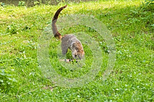 South American coati, Nasua nasua, in the nature habitat. Animal from tropic forest. Wildlife scene from the nature