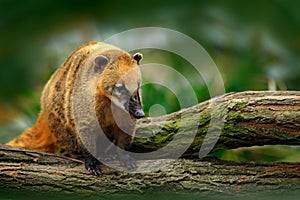 South American coati, Nasua nasua, in the nature habitat. Animal from tropic forest. Wildlife scene from the nature. photo