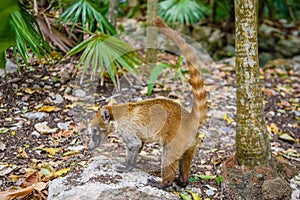 A South American coati, Nasua nasua, sits alone, which is a coati species and a member of the raccoon family Procyonidae, from