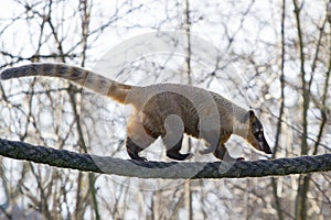 South American coati - Nasua nasua