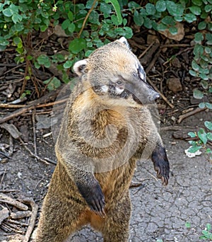 South American coati Nasua nasua. Wildlife animal