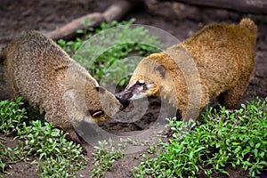 South American Coati Nasua, wild animals looking like raccoon