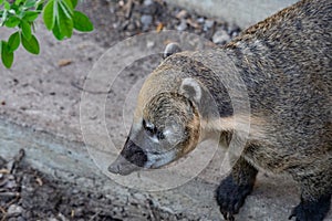 South American coati, or ring-tailed coati also known as Nasua nasua