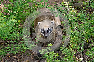 South American coati, or ring-tailed coati also known as Nasua nasua