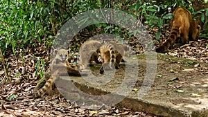 South American Coati, Ring-tailed Coati, Nasua nasua at Iguazu Falls, Foz do Iguacu, Parana State, South Brazil