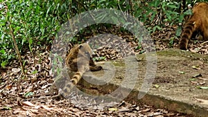 South American Coati, Ring-tailed Coati, Nasua nasua at Iguazu Falls, Foz do Iguacu, Parana State, South Brazil