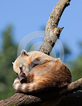 South American coati or ring-tailed coati (Nasua nasua) resting photo
