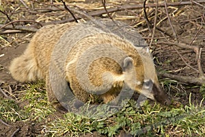 South american coati photo