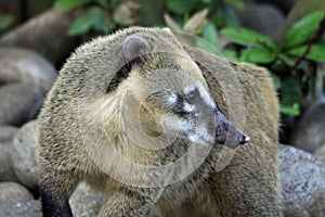 Ring Tailed Coati photo
