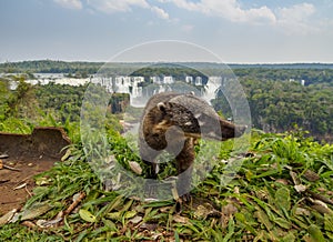 South American Coati by th Iguacu Falls in Brazil photo