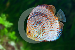 South American fish Discus 0