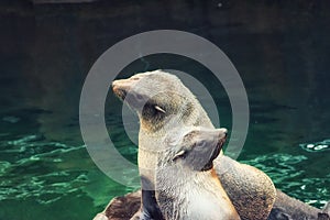 South American fur seal