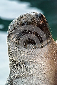 South American fur seal