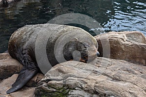 South American Fur Seal