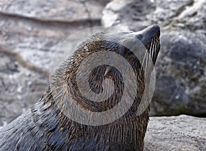 South American Fur Seal