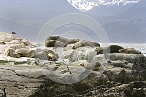 South American fur seal (Arctocephalus australis)