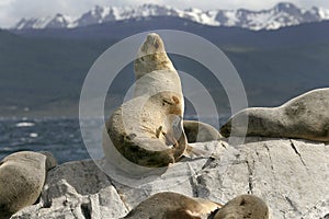 South American fur seal (Arctocephalus australis)