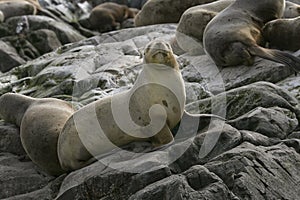 South American fur seal (Arctocephalus australis)