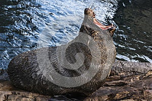 South American Fur Seal Arctocephalus australis