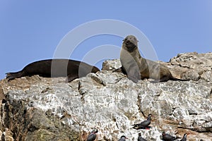 SOUTH AMERICAN FUR SEAL arctocephalus australis, ADULTS STANDING ON ROCK, PARACAS NATIONAL PARK IN PERU