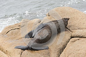 South American fur seal, Arctocephalus australis, in Cabo Polonio, Uruguay