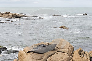 South American fur seal, Arctocephalus australis, in Cabo Polonio, Uruguay