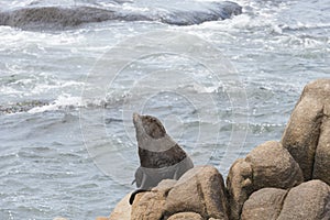 South American fur seal, Arctocephalus australis, in Cabo Polonio, Uruguay