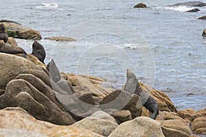 South American fur seal, Arctocephalus australis, in Cabo Polonio, Uruguay