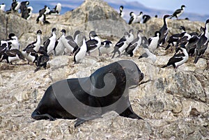 South American fur seal at the front of an imperial shag colony near Ushuaia, Argentina