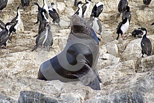 South American fur seal at the front of an imperial shag colony near Ushuaia, Argentina