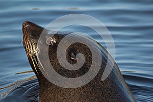 South American fur seal head