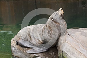 South American fur seal is resting on a rock